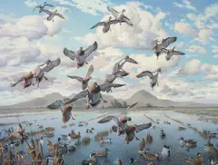 Harry Adamson, Mallards, 1999, oil on canvas