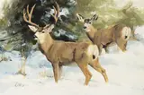 Ken Carlson, Winter Pair – Mule Deer