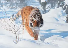 Terry Isaac, Tiger in the Snow, 1997, oil on board