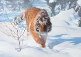 Terry Isaac, Tiger in the Snow, 1997, oil on board