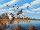 David Maass, Abrupt Departure – Black Ducks and Mallards