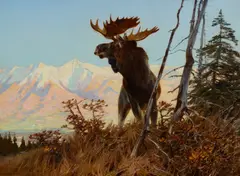 Carl Rungius, High Country Monarch, 1907, oil on canvas