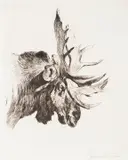 Carl Rungius, Old Bull, etching on paper