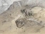 Olaf Carl Seltzer, Big Horn Sheep Battle