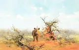 David Shepherd, Black Rhino