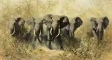 David Shepherd, Angry Elephants