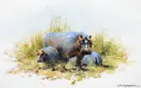David Shepherd, Hippos
