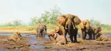 David Shepherd, Elephant Heaven