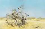 David Shepherd, Zebra Plains