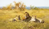 David Shepherd, Three Lions, 2002, oil on canvas