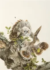 Raymond Ching, Tawny Owlets, gouache on paper