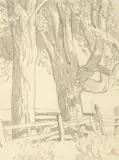 Maynard Dixon, Cottonwoods of Carson City, NV, 1937, graphite on paper