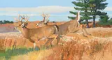 Bob Kuhn, October Prime