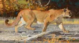 Bob Kuhn, Fast Forward