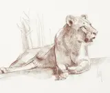 Bob Kuhn, The Queen, conté on paper
