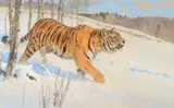Bob Kuhn, Siberian Tiger: King of Cats