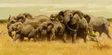 Bob Kuhn, Turning the Herd