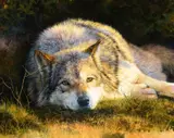 Bonnie Marris, Tuckered
