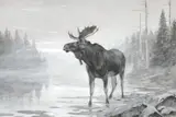 Misty Moose by Carl Rungius, oil on board, sold Jul 2016