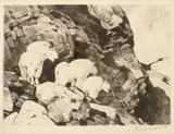 Carl Rungius, Collection of 41 etchings, etching on paper