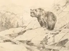 Carl Rungius, Sketch for Silvertip, graphite on paper