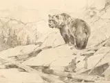 Carl Rungius, Sketch for Silvertip, graphite on paper