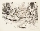 Carl Rungius, White Flag, etching on paper