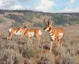 Tucker Smith, Pronghorns, 1998, oil on canvas