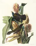 John James Audubon, Purple Grackle, Plate VII