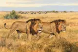Ken Carlson, The Rogues, 2015, oil on board