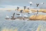 Maynard Reece, Snow Geese, Blue Geese, oil on canvas