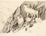Carl Rungius, Dall Sheep, Drypoint Etching