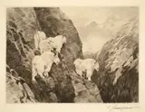 Carl Rungius, Goats, Etching