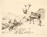 Carl Rungius, Mountain Caribou, etching on paper
