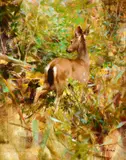 Richard Schmid, Mule Deer