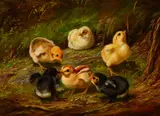 Arthur Fitzwilliam Tait, Chicks