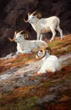 Ken Carlson, Rocky Heights – Dall Rams