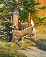 Francis Lee Jaques, The White-Tail Deer – Aristocrat of American Game, oil on canvas laid on board