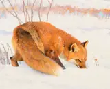 Bob Kuhn, Foraging Fox – Sniffing for Mice