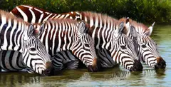Pip McGarry, Zebras Drinking, Masai Mara, 2013, oil on canvas