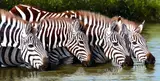 Pip McGarry, Zebras Drinking, Masai Mara, 2013, oil on canvas