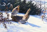 Aiden Lassell Ripley, Grouse