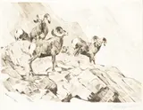 Carl Rungius, Among the Crags, etching on paper