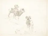 Carl Rungius, Cliff Dwellers (sketch), pencil on paper
