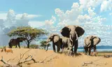 Keith Shackleton, Elephants, 1965, oil on board