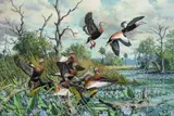 Harry Adamson, Ballet – Black-Bellied Whistling Ducks