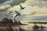 Harry Adamson, Winging In – Canvasbacks