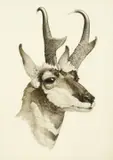 Axel Amuchástegui, Pronghorn Antelope, ink on paper