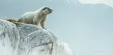 Robert Bateman, Hoary Marmot