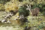 Ken Carlson, Summer Creek – Mule Deer